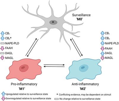 The Dynamic Role of Microglia and the Endocannabinoid System in Neuroinflammation